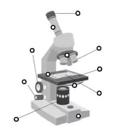 What are the parts of a microscope?