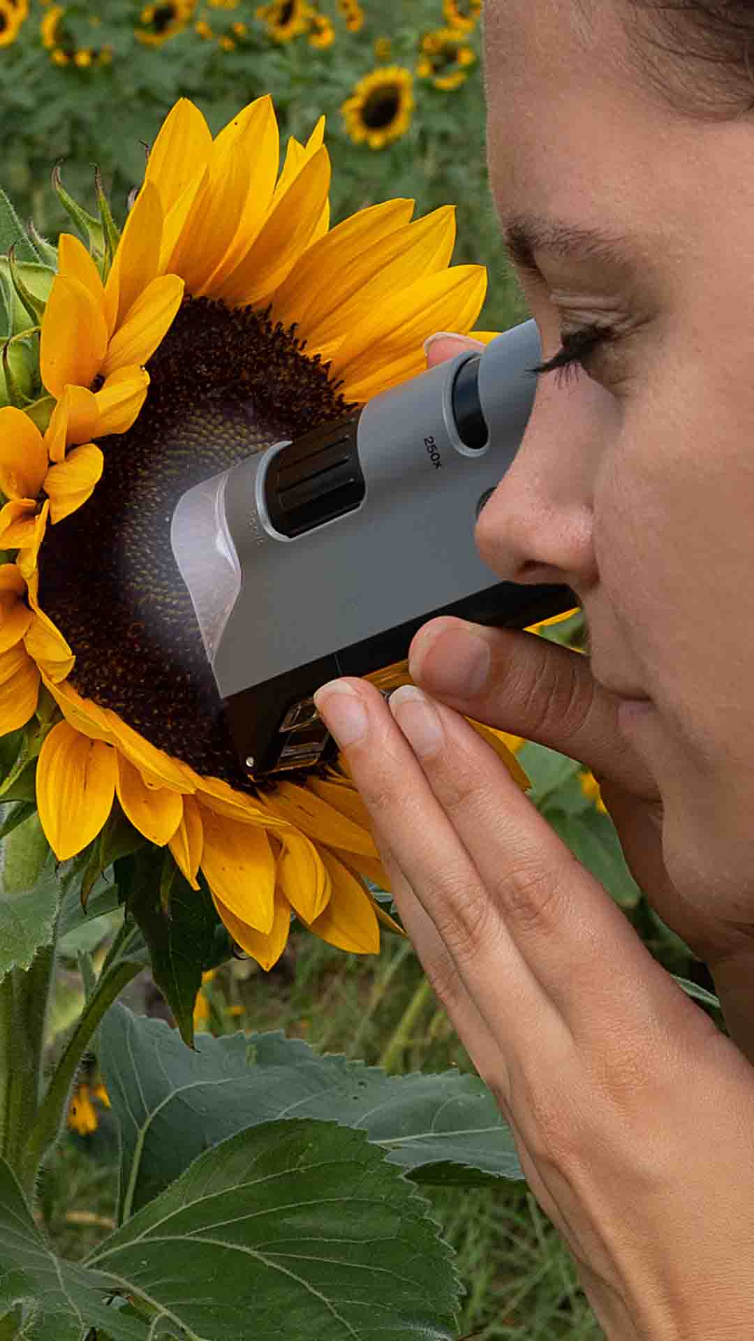 Woman using a microscope to see a sunflower plant close up