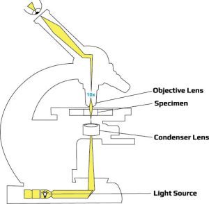 light microscope outline with objective lens, specimen, condenser lens, light source to illuminate image and magnify image